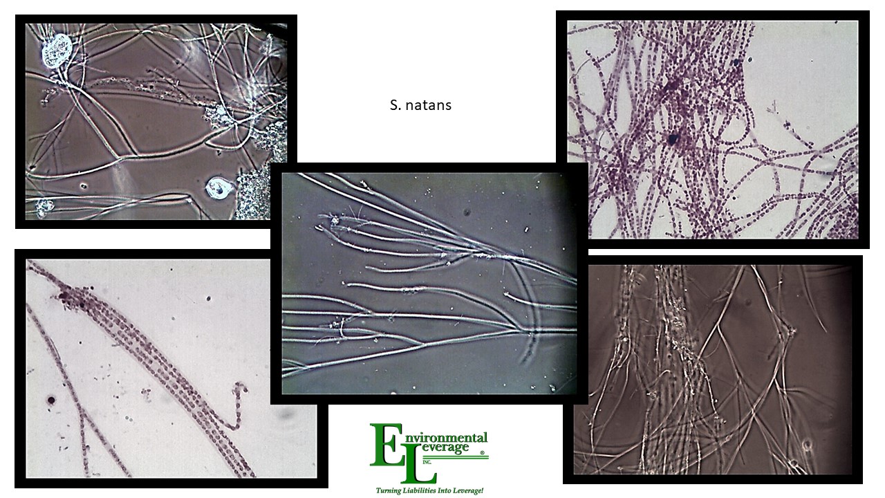 S. natans filamentous identification
