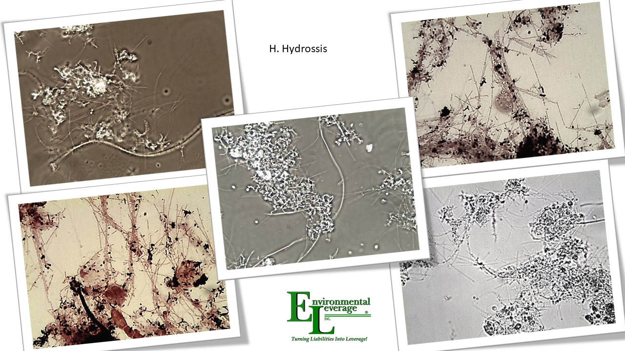 H hydrossis filamentous identification in wastewater