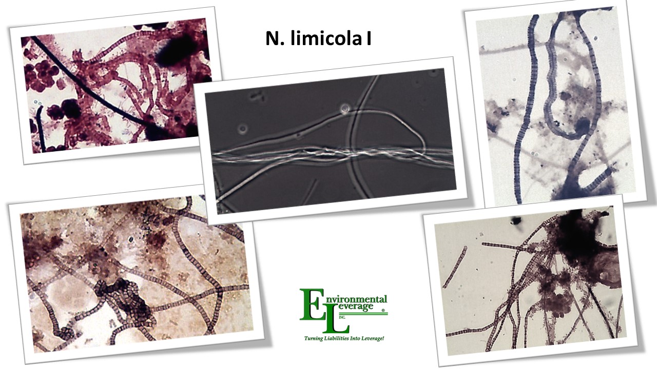 N limicola I filamentous Identification