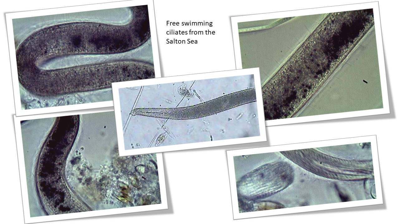 Salton Sea Free swimming ciliates