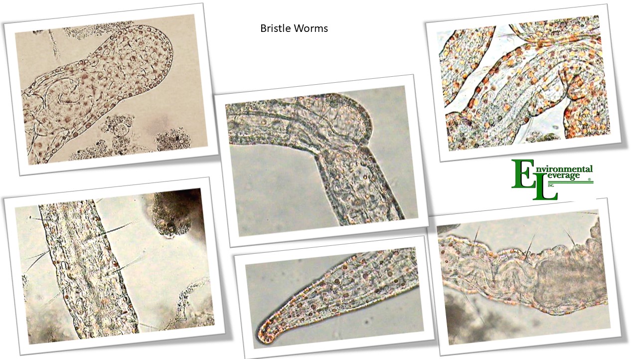 Bristle worm Aeolosoma sp.