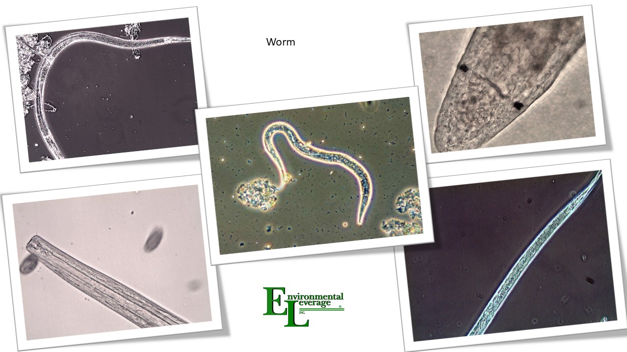 Worm nematode in activated sludge