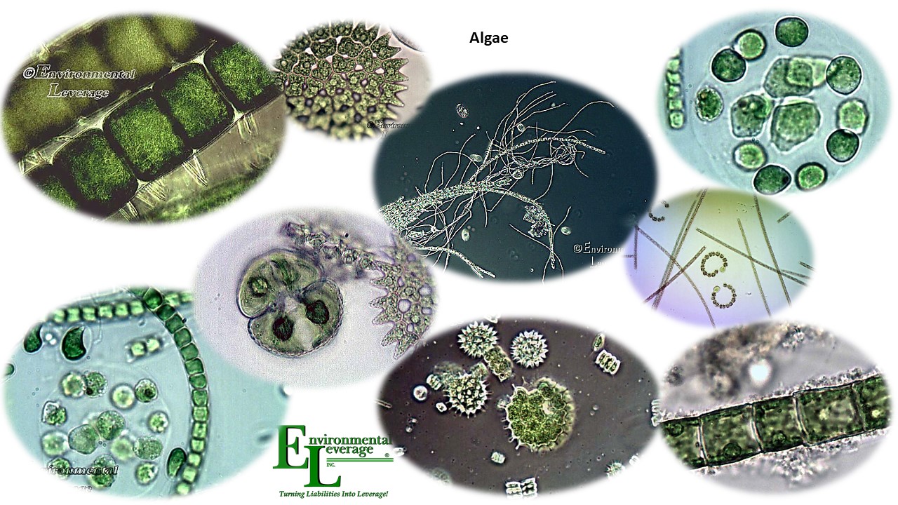 Algae in ponds and lagoons