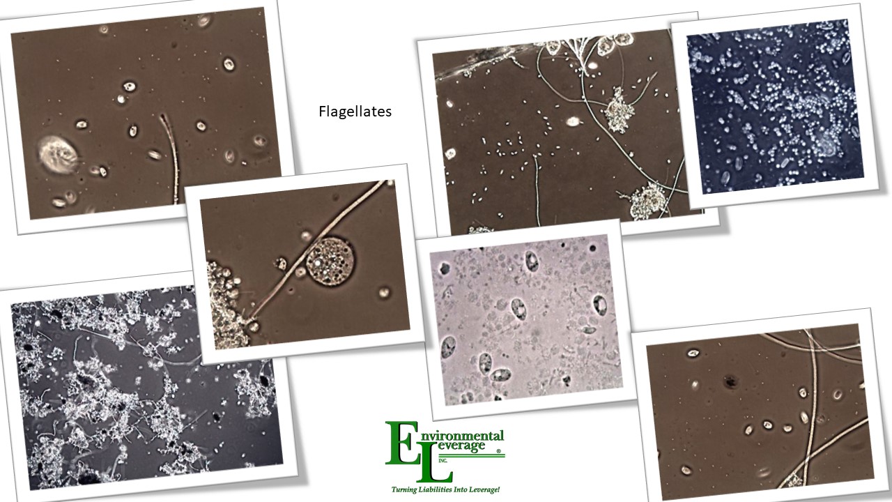 Flagellates in young MLSS