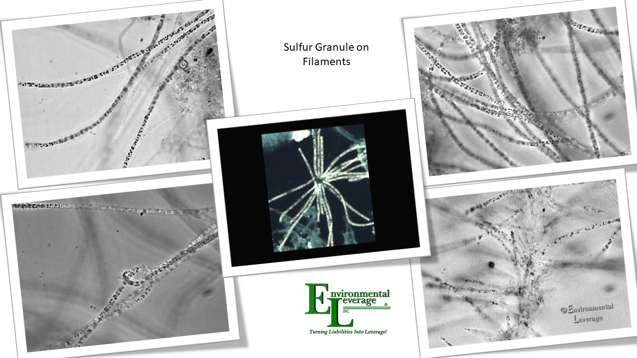 Sulfur granules on filamentous bacteria