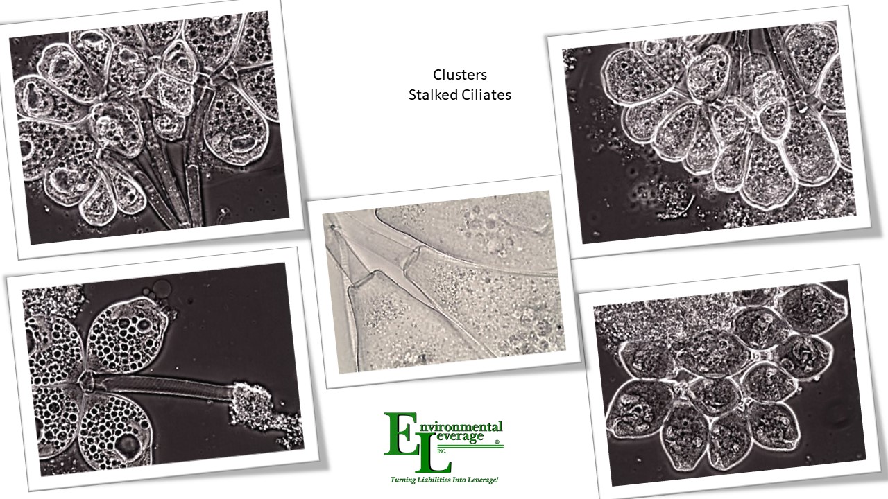 Cluster or colonial stalked ciliates