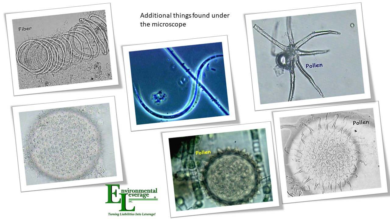 Additional things in wastewater microscopy