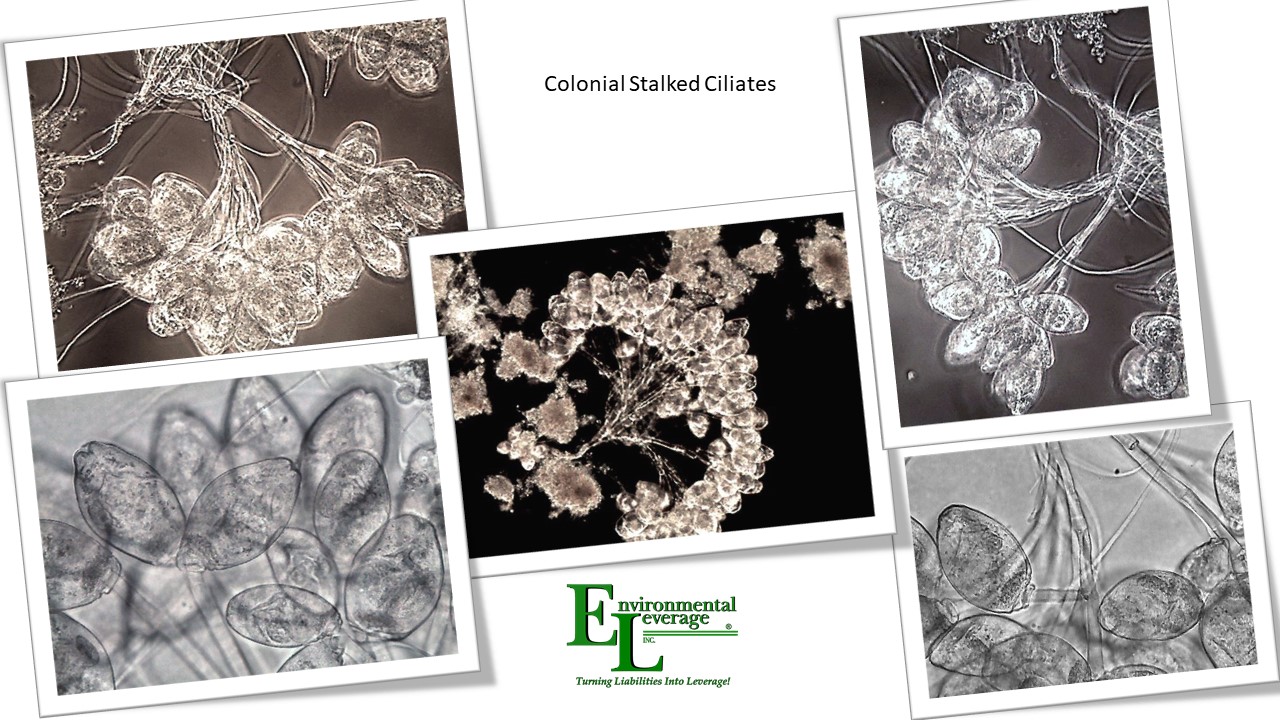 Colonial Stalked ciliates