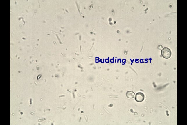 budding yeast