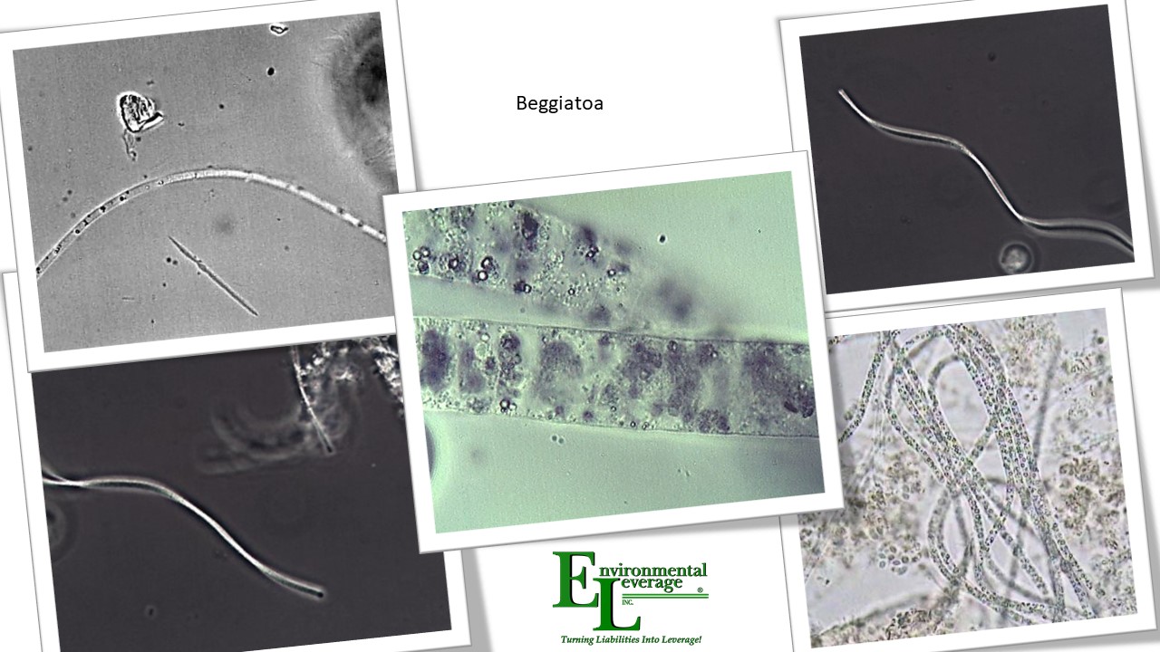 Beggiatoa filamentous bacteria