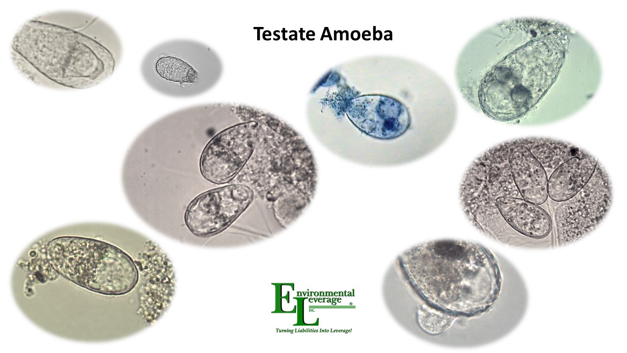 Testate amoebae in wastewater
