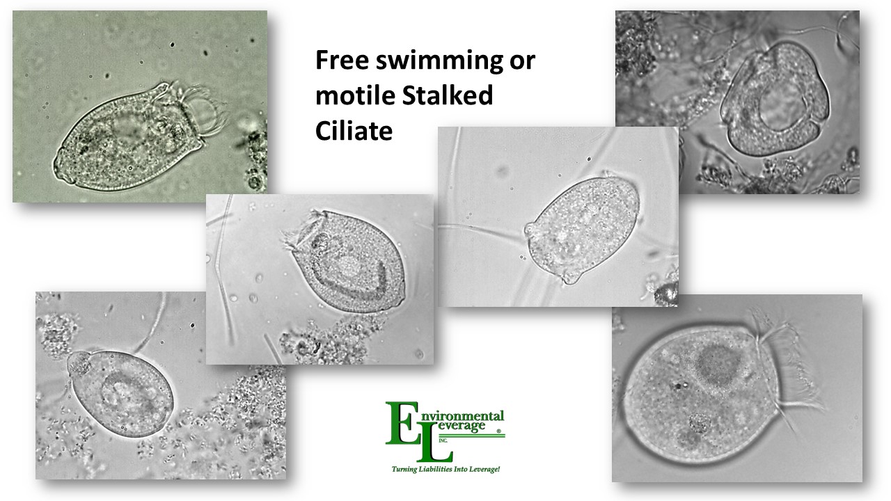 free motile stalked ciliates in wastewater
