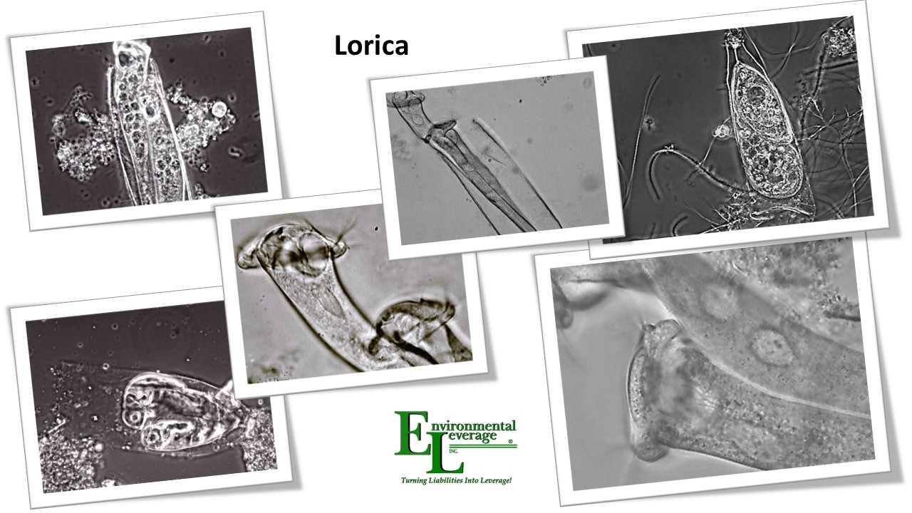Lorica in wastewater bioaugmentation
