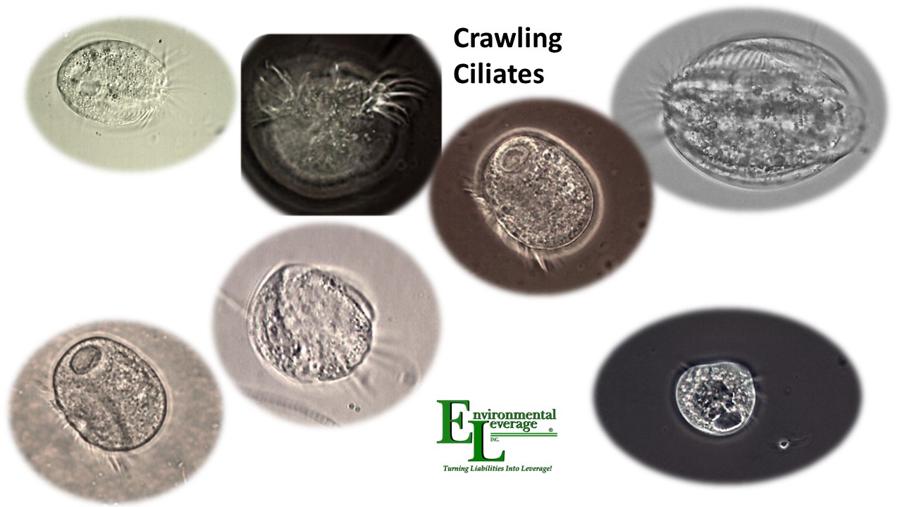 Crawling ciliates in wastewater