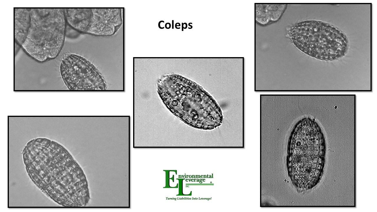 Coleps free swimming ciliates in wastewater