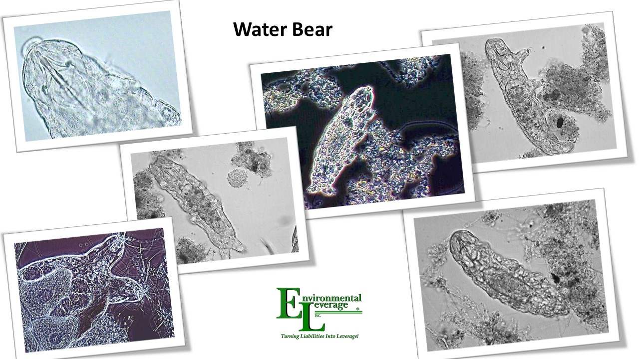 Water bears in wastewater Tardigrade
