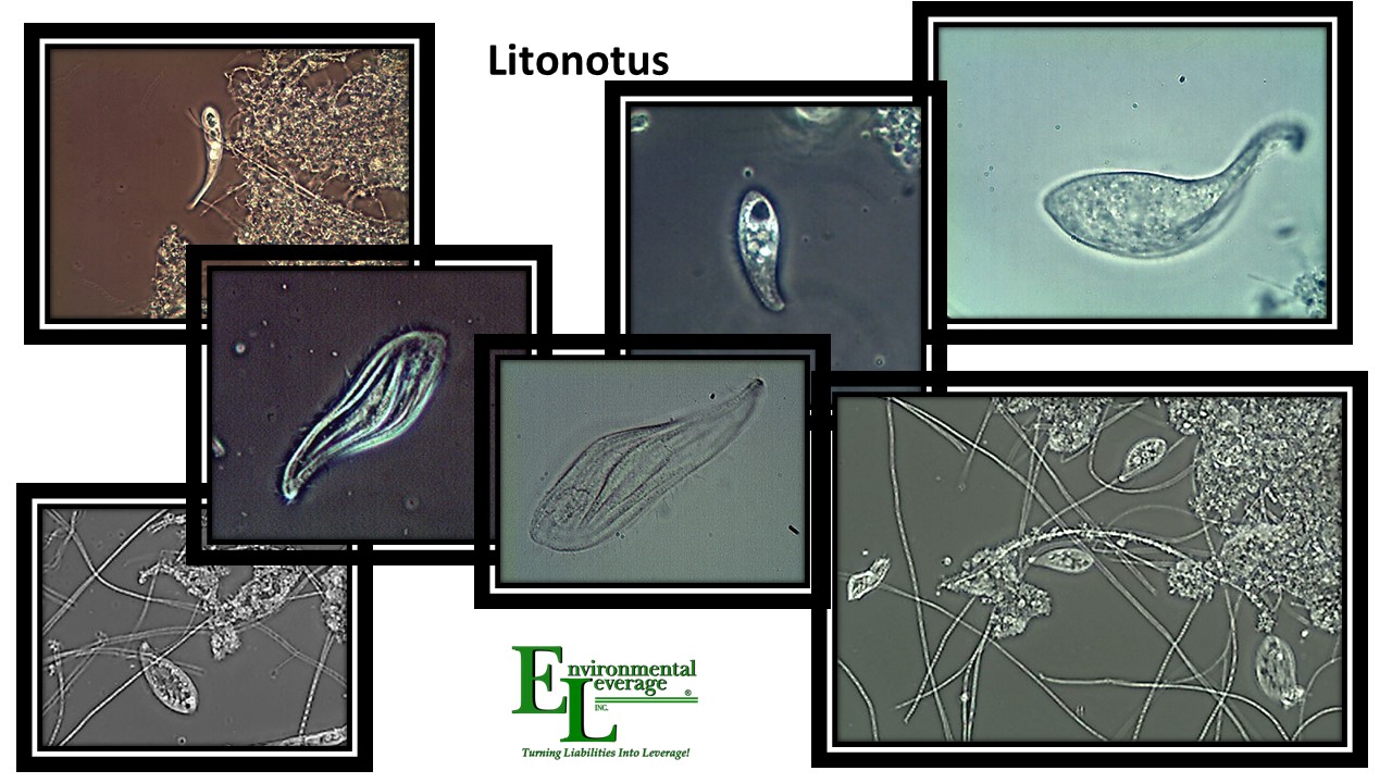 Litonotus or free swimming ciliates
