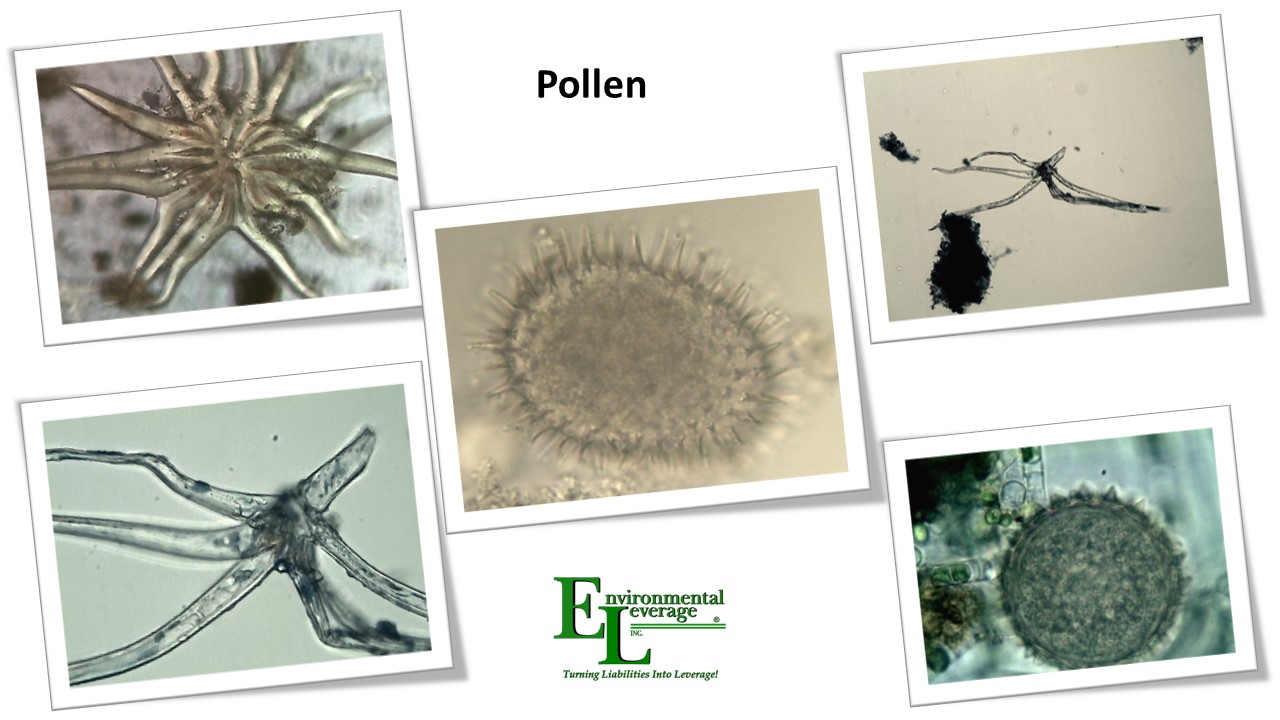 Pollen in wastewater
