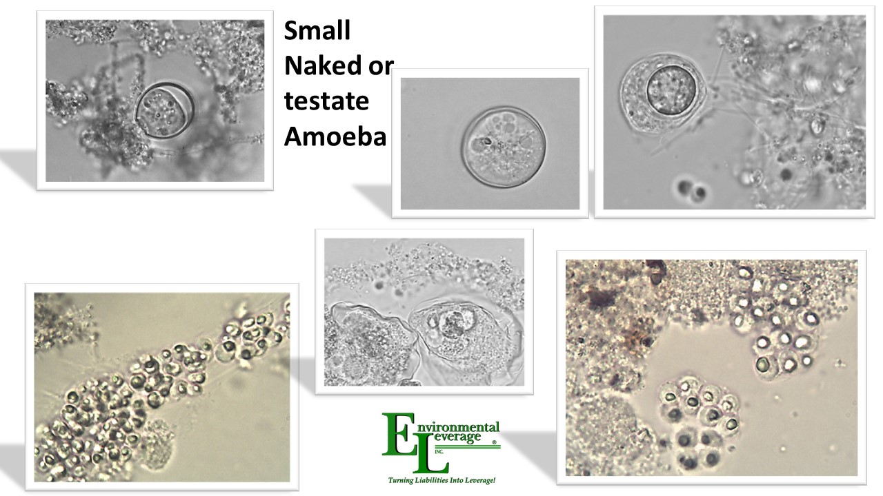 Naked amoeba in wastewater