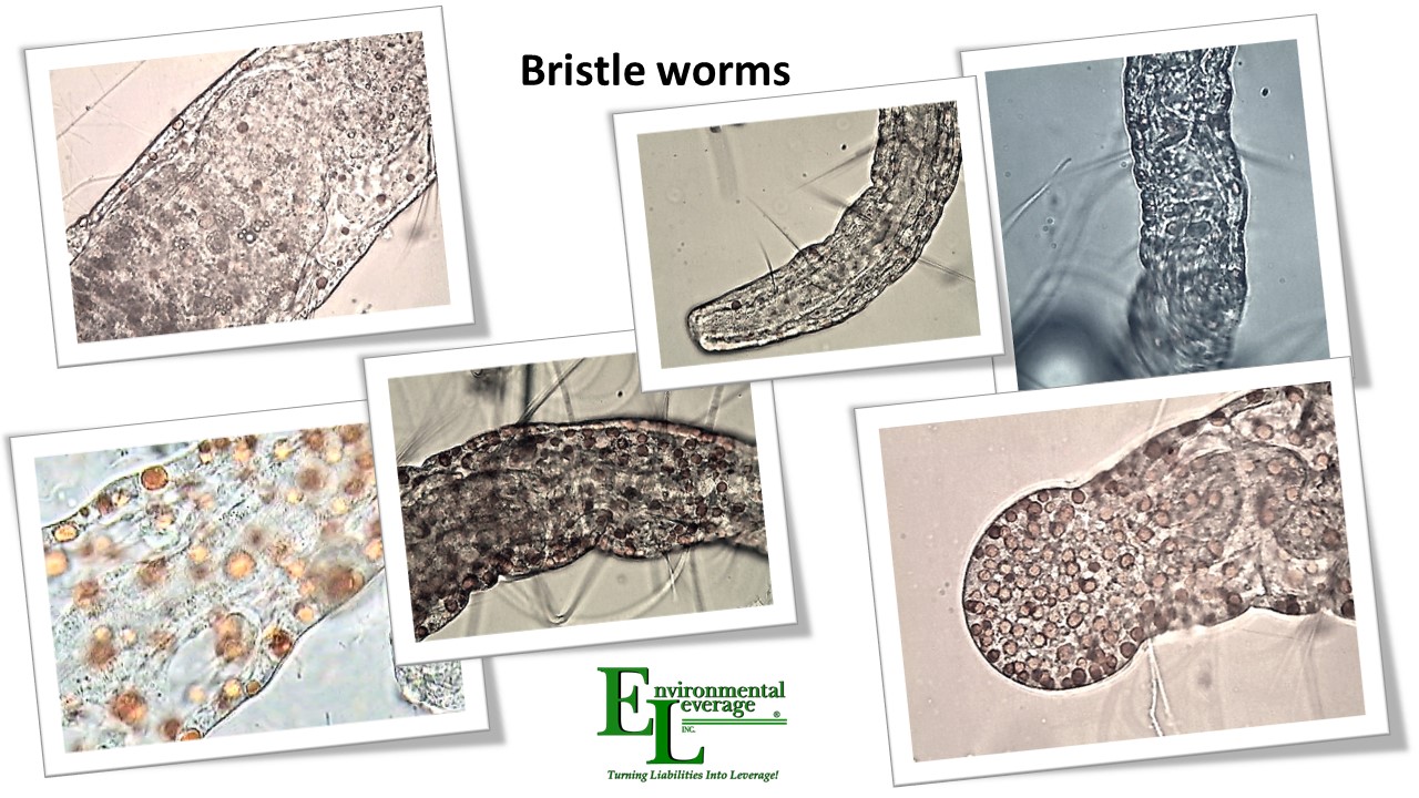 Bristle worms in activated sludge nitrification denitrification