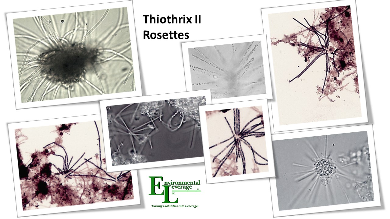 Thiothrix rosettes filamentous identification in wastewater