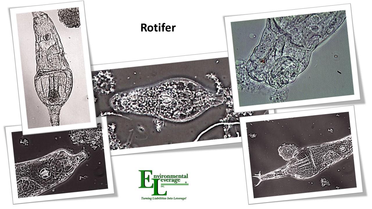 Rotifers in activated sludge aerated stabilization basins