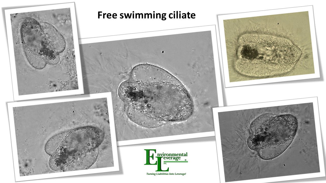 Free swimming ciliates in activated sludge and aerated stabilization basins