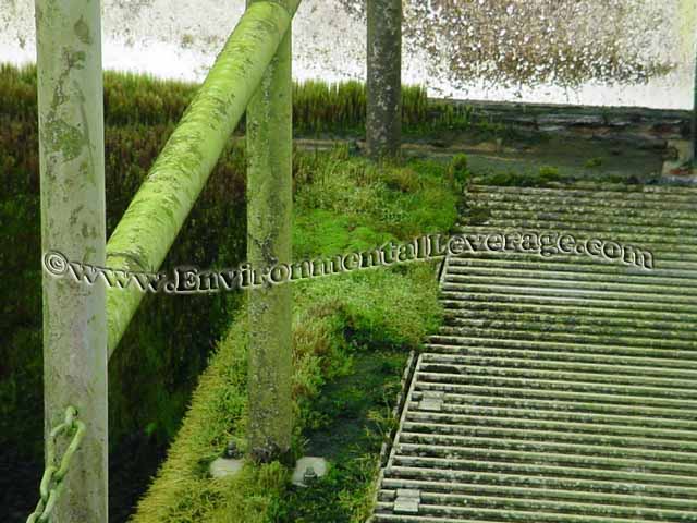 Algae on railings