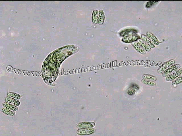 Scenedesmus and Flagellate