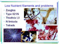 low nutrient filaments