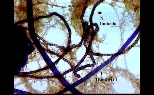 filamentous bacteria