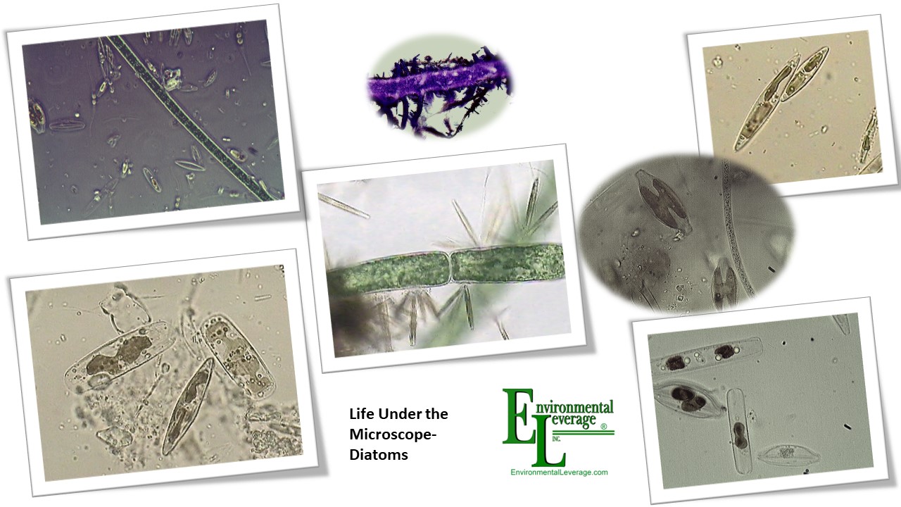 Diatoms in salton sea remediation