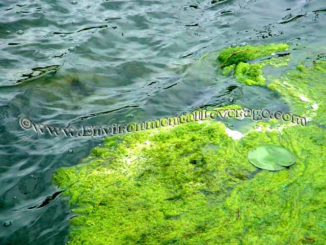 algae in lakes