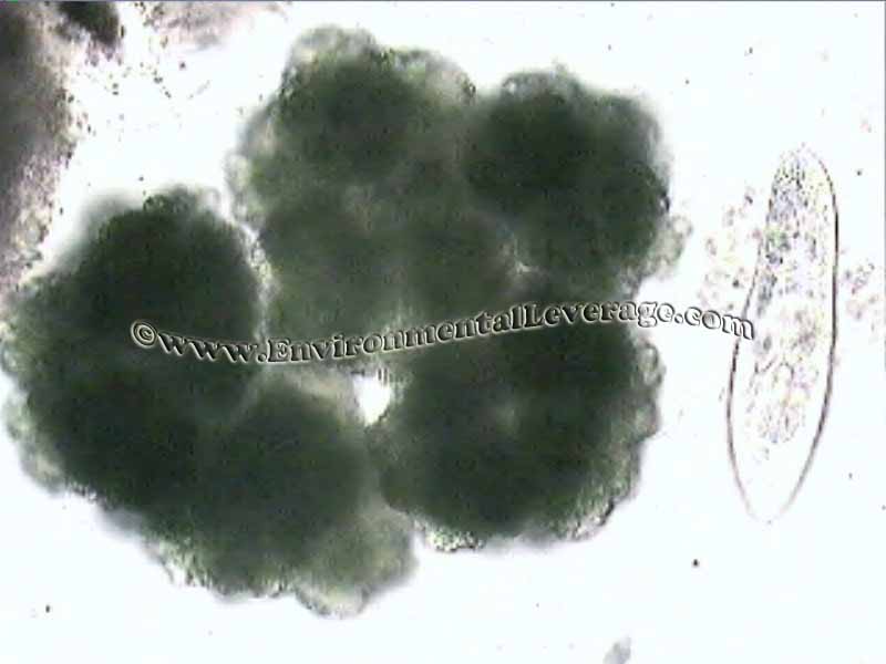 Botryococcus, bioaugmentation in papermills, cooling tower analyses