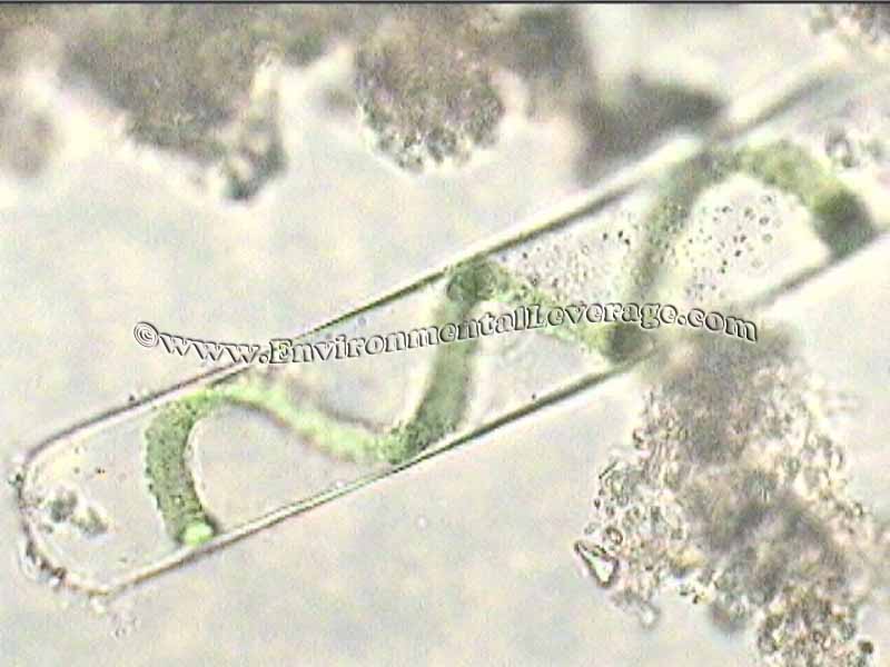 Spirogyra, bioaugmentation in papermills, cooling tower analyses