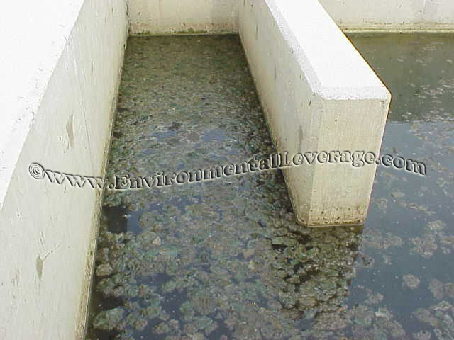dechlorination tank and Algae Control 