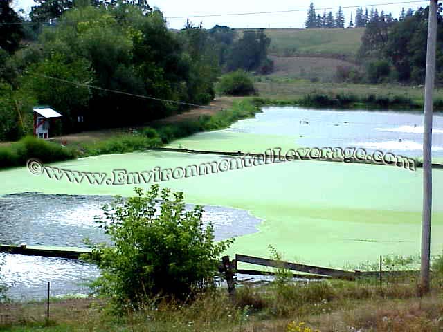 Lagoon algae, Wastewater Training and waste water eLearning training