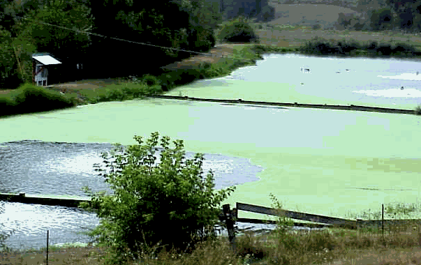 lagoon algae