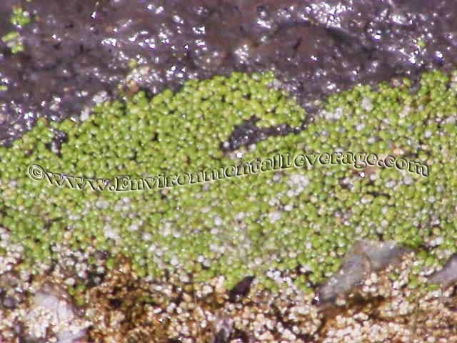 duckweed and algae
