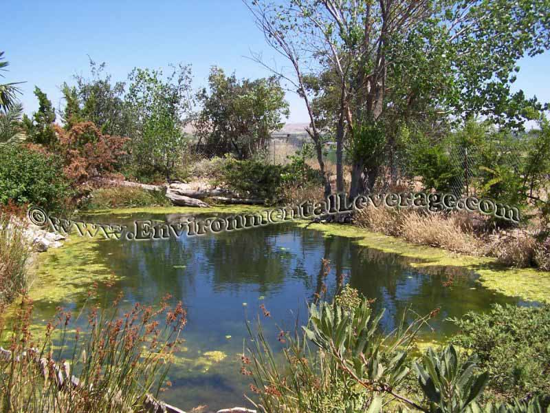 ornamental pond