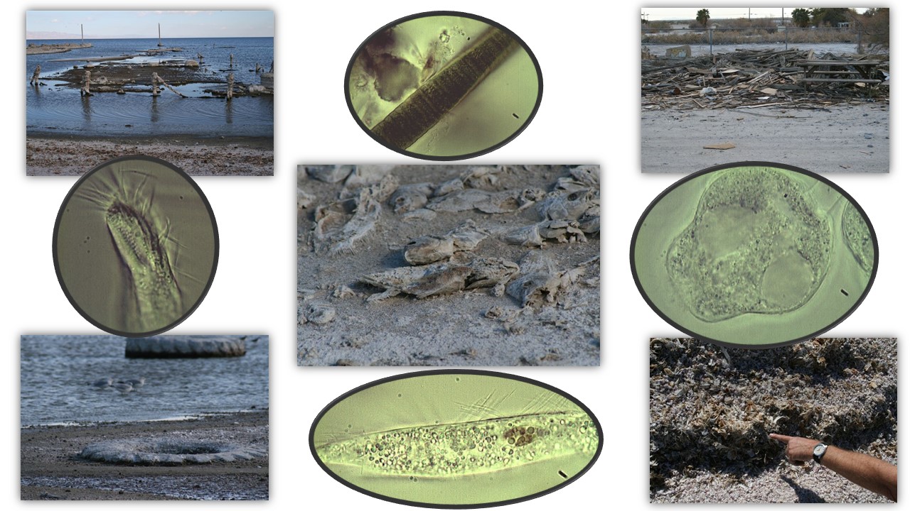 Salton Sea bioaugmentation study