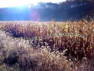 Fall cornfields
