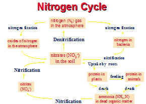 Nitrification cycle